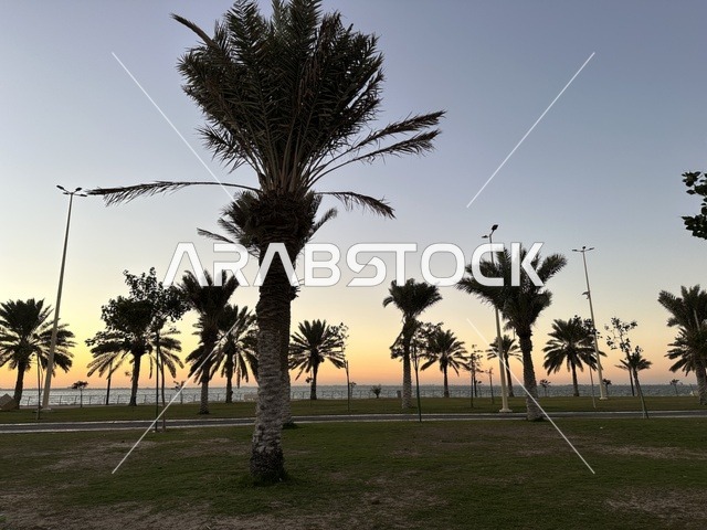 اشجار النخيل الخضراء، الواجهة البحرية في مدينة الدمام في وقت الغروب، منطقة حيوية ومتنفس رئيسي لسكان وزوار المنطقة الشرقية، كورنيش مطل على الخليج العربي في المملكة العربية السعودية