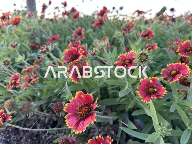 A vibrant area and a main outlet for residents and visitors of the Eastern Province, a corniche overlooking the Arabian Gulf in the Kingdom of Saudi Arabia, with red roses along the waterfront promenade in the city of Dammam.