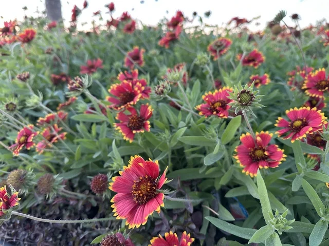 A vibrant area and a main outlet for residents and visitors of the Eastern Province, a corniche overlooking the Arabian Gulf in the Kingdom of Saudi Arabia, with red roses along the waterfront promenade in the city of Dammam. A vibrant area and a main outlet for residents and visitors of the Eastern Province, a corniche overlooking the Arabian Gulf in the Kingdom of Saudi Arabia, with red roses along the waterfront promenade in the city of Dammam.