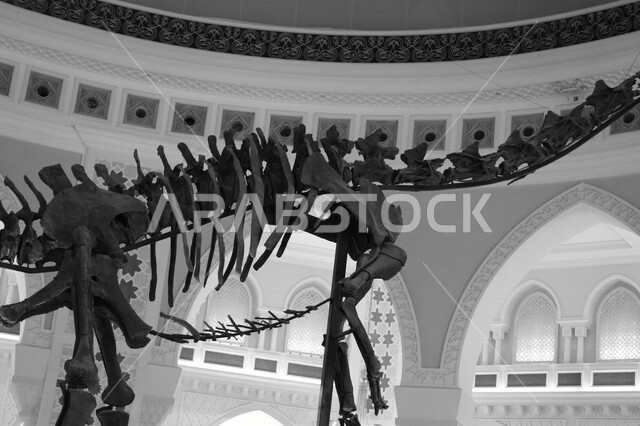 صورة غير ملونة لهيكل ديناصور ضخم في دبي داينو في دولة الإمارات العربية المتحدة ، معالم سياحية مشهورة في الإمارات ، أماكن سياحية ترفيهيه في دبي مول في الإمارات ، مجسم ديناصور في دبي داينو