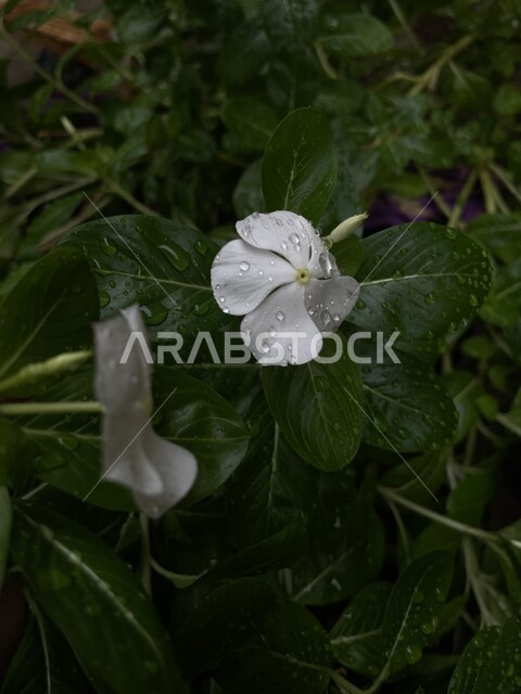 صورة مقربة لوردة عطرية جميلة متفتحة في الطبيعة مع قطرات المطر ، الطبيعة في السعودية ، زراعة الازهار والورود الطبيعية ، خلفية للطبيعة ، وردة بيضاء جميلة