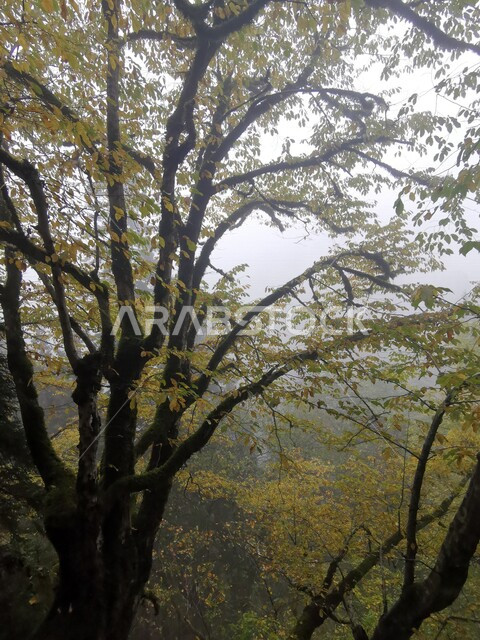 صورة مقربة للنباتات الطبيعية في الحدائق والغابات، مناظر طبيعية، اشجار عالية الارتفاع، تساقط اوراق الاشجار