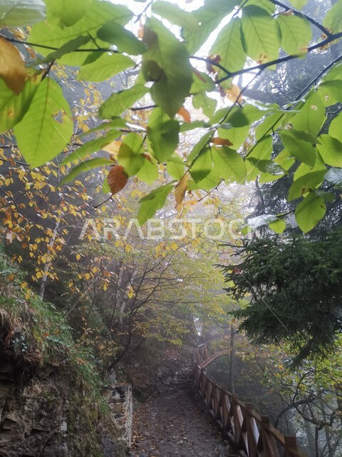 صورة مقربة للنباتات الطبيعية في الحدائق والغابات، مناظر طبيعية، اشجار عالية الارتفاع، تساقط اوراق الاشجار