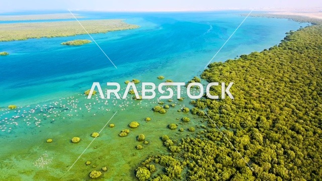 أشجار القرم وطيور الفلامنجو في الإمارات لقطة جوية