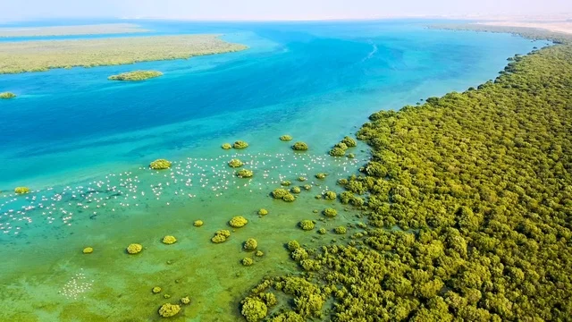 Mangrove Trees and Flamingos UAE Aerial View