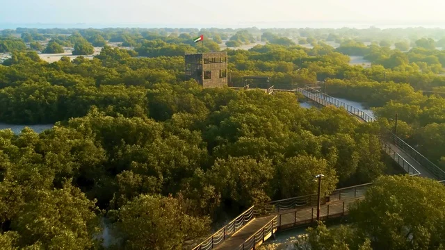 Wooden Walkway UAE Mangrove Forest Watchtower