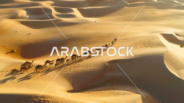 قافلة إبل في صحراء ليوا الإمارات لقطة جوية