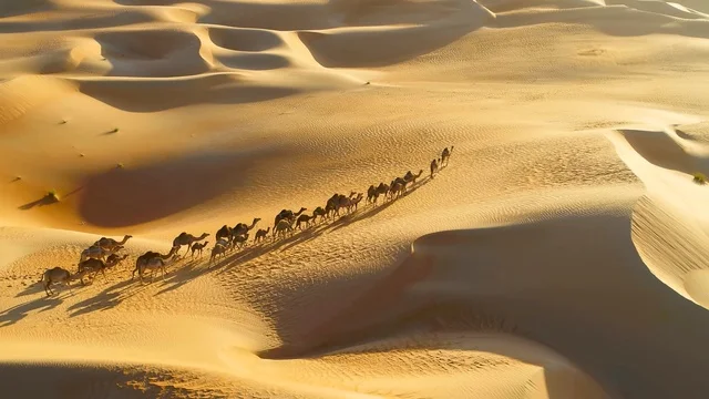 Camel Caravan Liwa Desert Aerial Sunset View