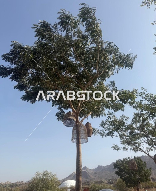 مدرس سياحي في حتا دبي في منظر شتوي