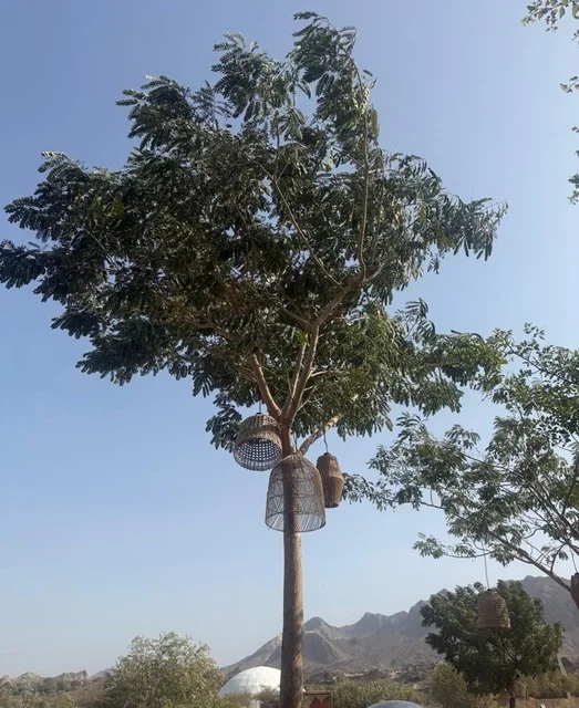 Tour Guide in Hatta Dubai Winter Landscape