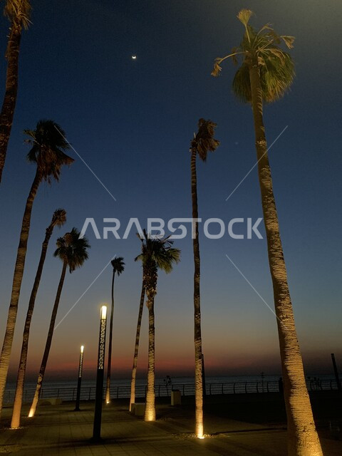 صورة جمالية وقت الغروب في السعودية ، اشجار النخيل الشاهقة الملامسة للسماء  ، اماكن سياحية ، الطبيعة في المملكة العربية السعودية 