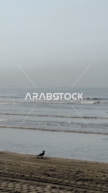 طائر وحيد على شاطئ ضبابي مع أمواج البحر الهادئة