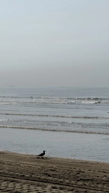 Lone Bird on Foggy Beach with Calm Sea Waves