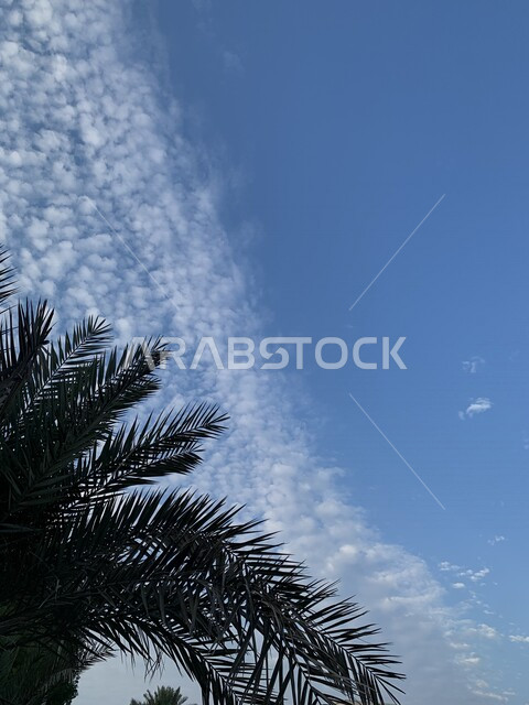 A picture of the beauty of the sky with white clouds, the splendor of palm tree leaves touching the sky, nature in the Kingdom of Saudi Arabia