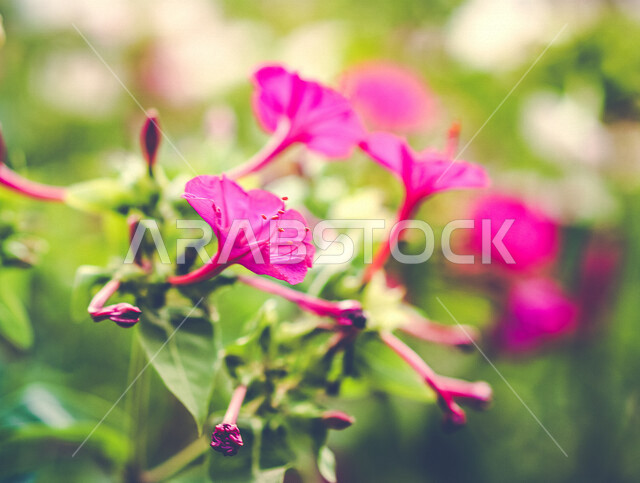 صورة ماكرو رائعة لورود عطرية جميلة متفتحة في الطبيعة ، الطبيعة في السعودية ، زراعة الازهار والورود الطبيعية ، خلفية للطبيعة ، صورة مقربة لورود بألوان جميلة