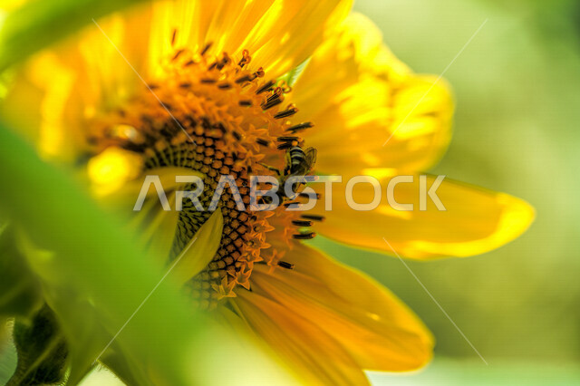 صورة ماكرو رائعة لوردة عطرية جميلة متفتحة ، خلفية للطبيعة ، صورة مقربة لوردة صفراء جميلة ، زراعة الأزهار والورود الطبيعية