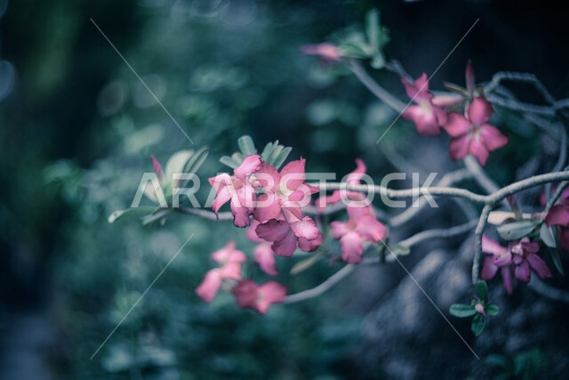 صورة ماكرو رائعة لورود عطرية جميلة متفتحة في الطبيعة ، الطبيعة في السعودية ، زراعة الازهار والورود الطبيعية ، خلفية للطبيعة ، صورة مقربة لورود بألوان جميلة