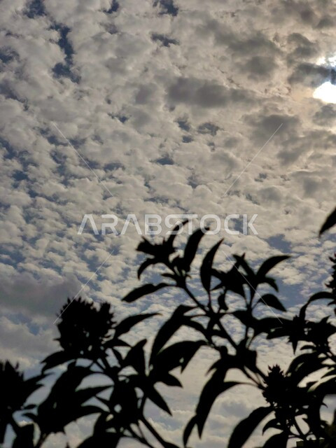 صورة لجمال السماء الغائمة مع السحب البيضاء في دولة الإمارات العربية المتحدة في فصل الشتاء ، جمال منظر الغيوم في سماء رأس الخيمة بدولة الإمارات ، صورة إبداعية ظلية للأشجار الخضراء وقت الشروق