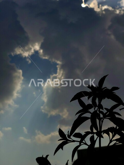 صورة لجمال السماء الغائمة مع السحب البيضاء في دولة الإمارات العربية المتحدة في فصل الشتاء ، جمال منظر الغيوم في سماء رأس الخيمة بدولة الإمارات ، صورة إبداعية ظلية للأشجار الخضراء وقت الشروق