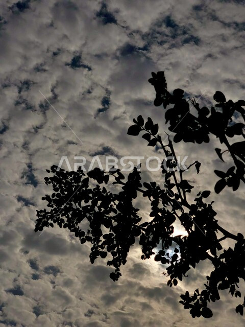 صورة لجمال السماء الغائمة مع السحب البيضاء في دولة الإمارات العربية المتحدة في فصل الشتاء ، جمال منظر الغيوم في سماء رأس الخيمة بدولة الإمارات ، صورة إبداعية ظلية للأشجار الخضراء وقت الشروق