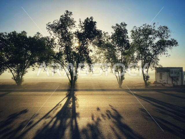 صورة جمالية للأشجار اثناء غروب الشمس في منطقة شهداء احد بالمدينة المنور بالمملكة العربية السعودية، اشعة الشمس، انعكاس ظل الأشجار، الطبيعة الخلابة في السعودية اثناء غروب الشمس