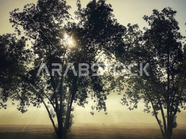 صورة جمالية للأشجار اثناء غروب الشمس في منطقة شهداء احد بالمدينة المنور بالمملكة العربية السعودية، اشعة الشمس، الطبيعة الخلابة في السعودية اثناء غروب الشمس