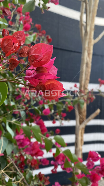 صورة جمالية مقربة لورود وازهار عطرية جميلة متفتحة في منطقة الحناكية بالعلا في المملكة العربية السعودية، ورود وأزهار حمراء جميلة، زراعة الأزهار والورود الطبيعية