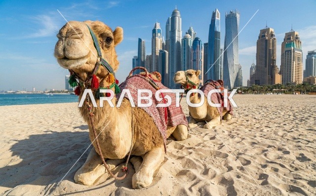 جمال على شاطئ جميرا مع أفق مارينا دبي