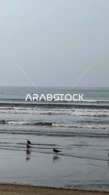 طيور النورس على شاطئ البحر الرملي تحت سماء رمادية غائمة