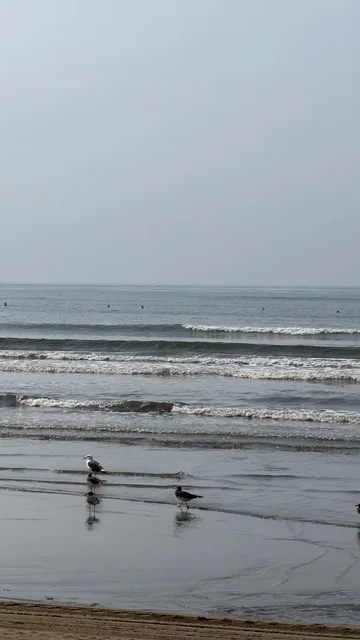طيور النورس على شاطئ البحر الرملي تحت سماء رمادية غائمة