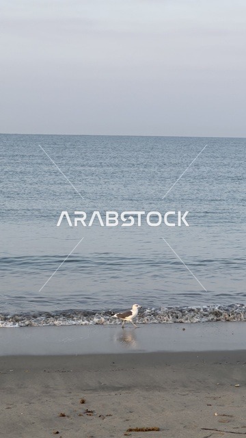 طائر النورس يمشي على شاطئ البحر الهادئ