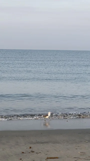 طائر النورس يمشي على شاطئ البحر الهادئ