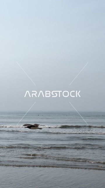 طائر بحري يحلق فوق أمواج المحيط على شاطئ ضبابي