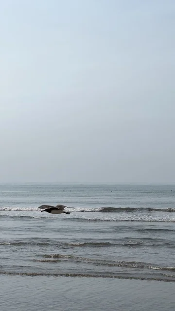 طائر بحري يحلق فوق أمواج المحيط على شاطئ ضبابي