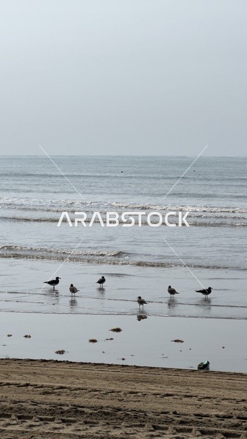 طيور النورس على الشاطئ الرملي تحت سماء غائمة