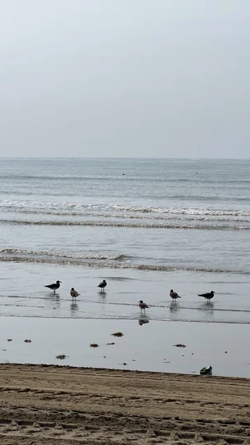 طيور النورس على الشاطئ الرملي تحت سماء غائمة