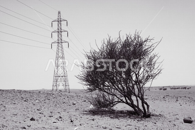 برج كهربائي عالي الجهد، الطاقة والقوة، اسلاك كهربائية، خطوط نقل، طاقة كهربائية، صورة بالأبيض والأسود