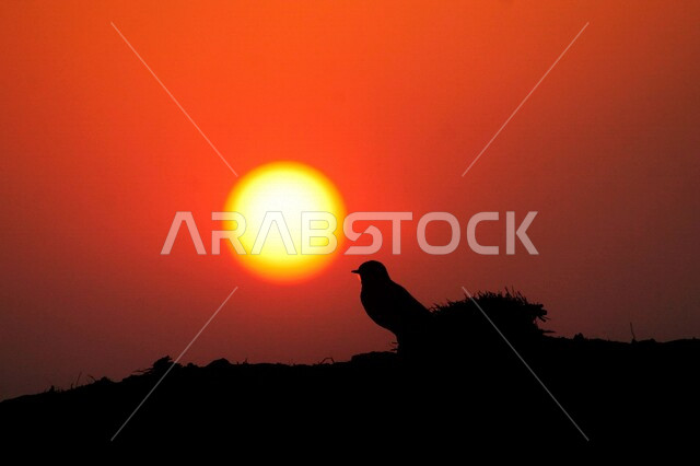 صورة ظلية جمالية لطائر وقت غروب الشمس ، قرص شمس المغيب الذهبي خلف طائر جميل ، سحر و جمال الطبيعة الخلابة 