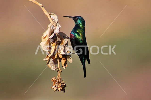 صورة جمالية لطائر ملون على غصن الأشجار ، طيور زينة ملونة ذات أشكال و ألوان جذابة في الحدائق و الطبيعة الخضراء