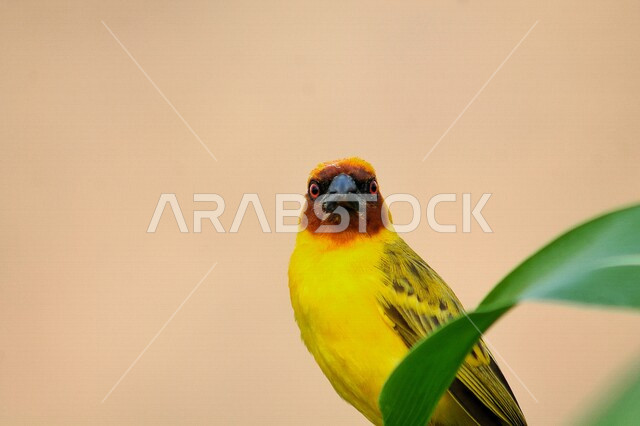 صورة جمالية لطائر ملون على غصن الأشجار ، طيور زينة ملونة ذات أشكال و ألوان جذابة في الحدائق و الطبيعة الخضراء