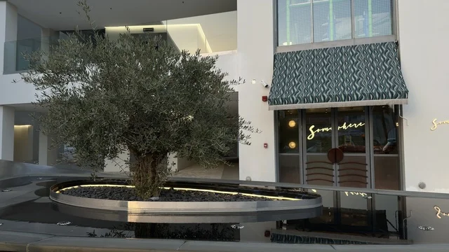 Somewhere Restaurant Facade with Olive Tree