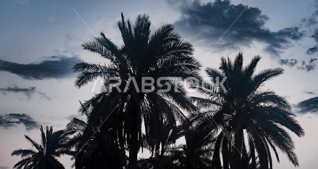 صورة ظلية لاشجار النخيل بالمملكة العربية السعودية، اشعة الشمس المغطاة من قبل الاشجار، الطبيعة الخلابة في السعودية اثناء غروب الشمس