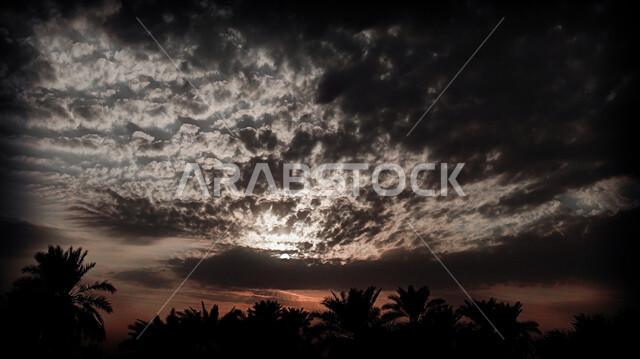 صورة ظلية لاشجار النخيل بالمملكة العربية السعودية، اشعة الشمس المغطاة من قبل الاشجار، الطبيعة الخلابة في السعودية اثناء غروب الشمس
