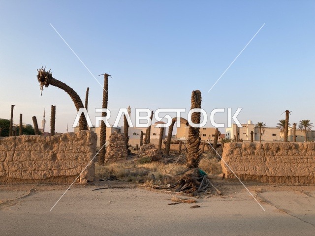 Dead Palm Trees and Mud Wall in Saudi Village
