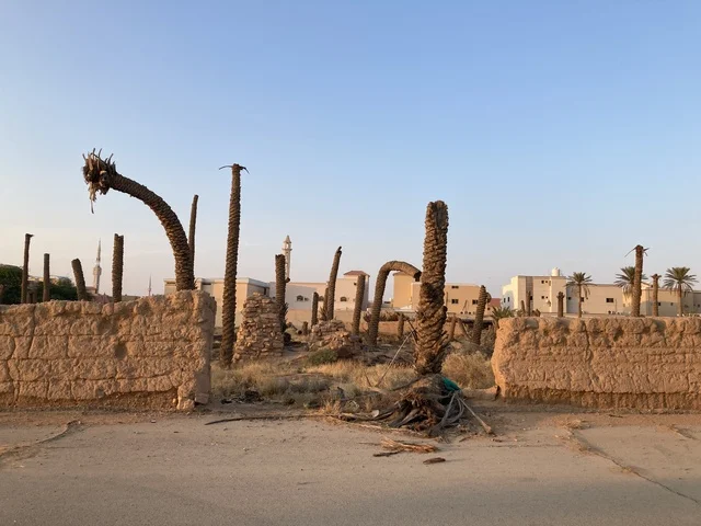 Dead Palm Trees and Mud Wall in Saudi Village