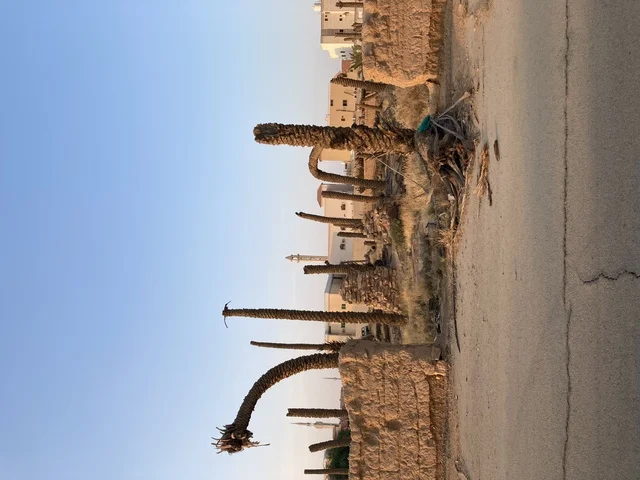 Dead Palm Trees and Ruins in Residential Neighborhood