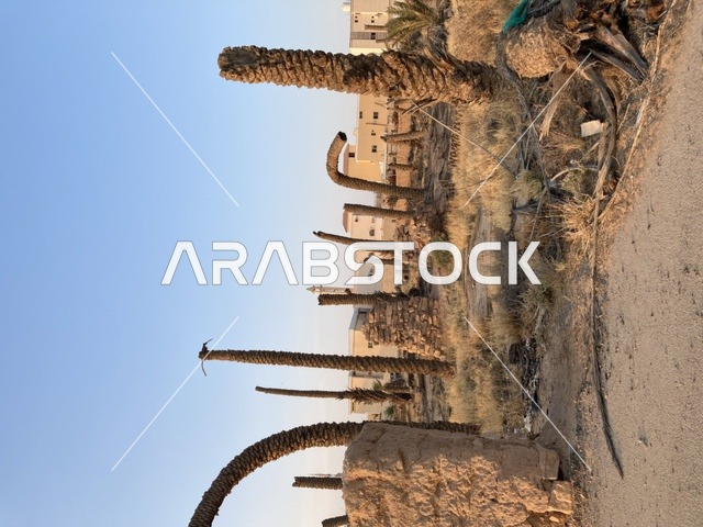 Dead Palm Trees in Arid Rural Landscape with Mosque