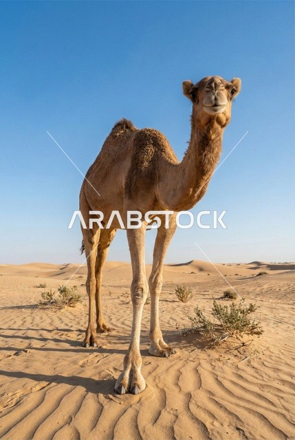 Arabian Camel Standing on Desert Sand Dunes