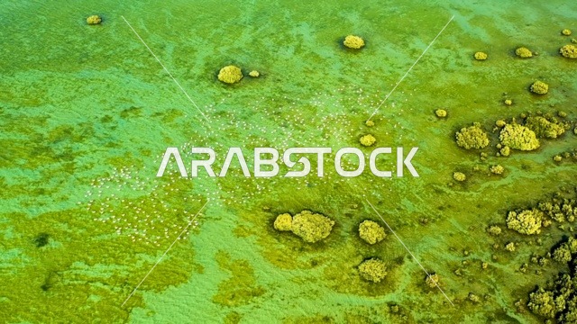 طيور الفلامنجو في غابات المانجروف الإماراتية