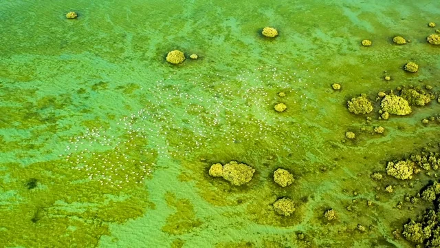 White Flamingos UAE Mangrove Forest Aerial View
